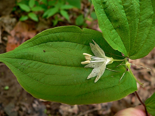 {Prosartes maculata}